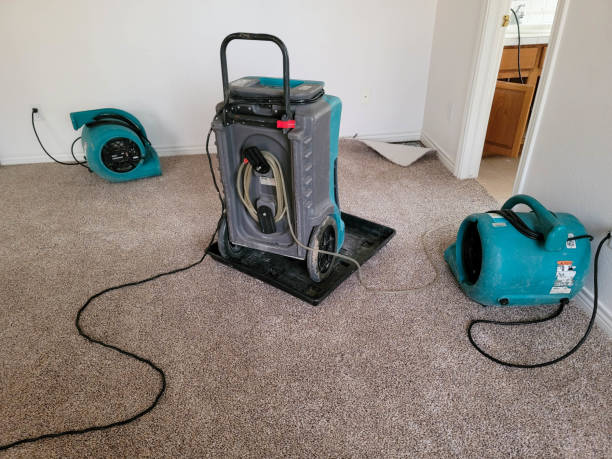Best Water damage contractors near me  in Mineola, TX