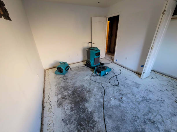 Best Water damage cleanup near me  in Mineola, TX