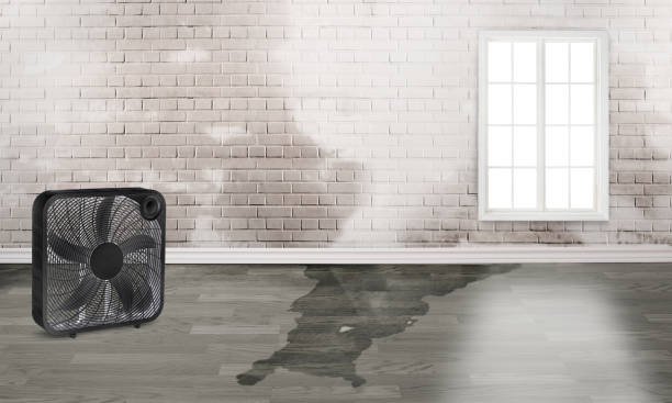 Best Residential water damage restoration  in Mineola, TX