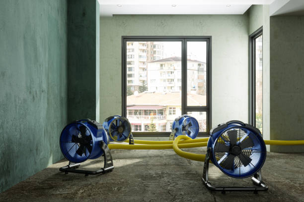 Best Water damage restoration near me  in Mineola, TX